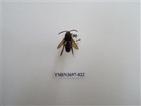 藏品(膜翅目(蜂))的圖片